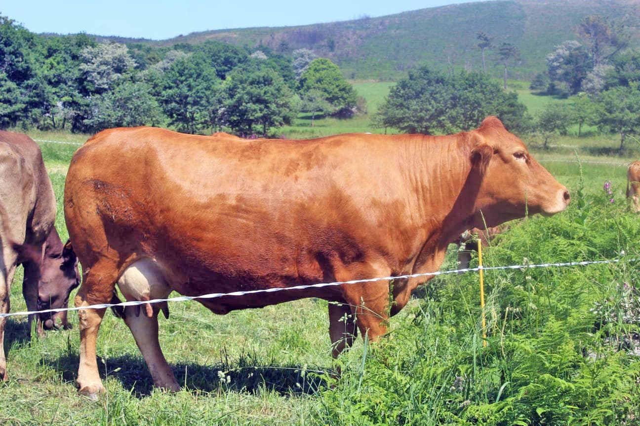 carne de ternera gallega de calidad suprema